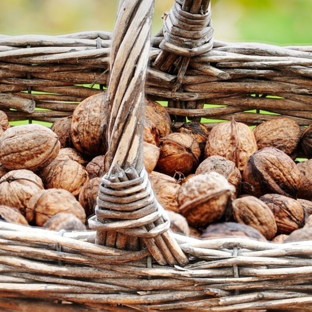 nueces